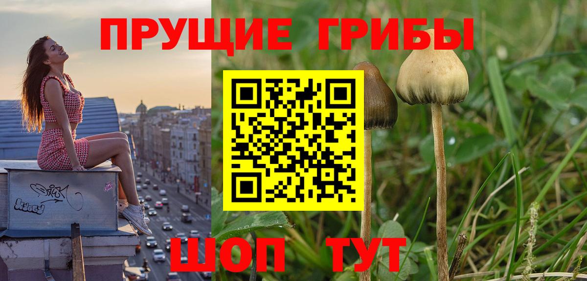 Псилоцибиновые грибы Psilocybine cubensis Лабинск